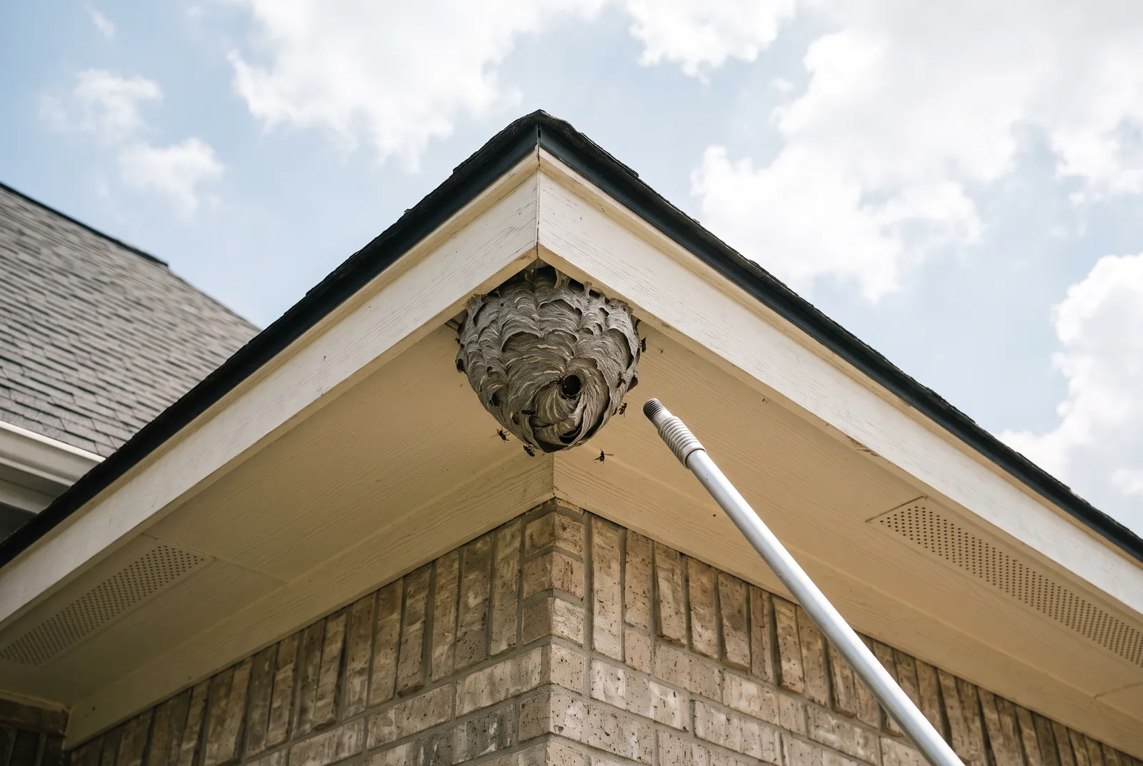 Wasp nest removed from under a roof eave